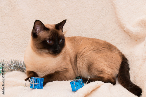 Siamese cat playing with blue gifts