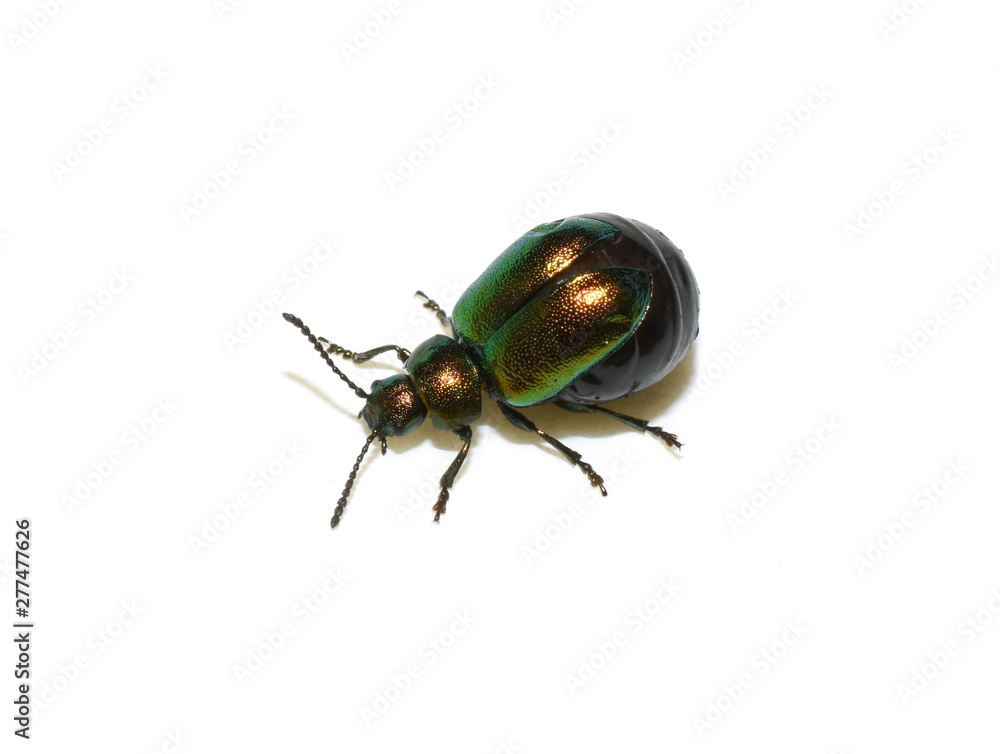 Green dock beetle Gastrophysa viridula female swollen with eggs isolated on white background Green dock beetle Gastrophysa viridula female swollen with eggs isolated on white background