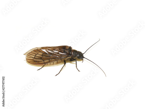 The alder fly Sialis nigripes isolated on white background photo