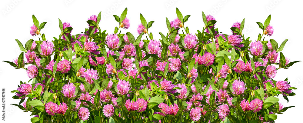 Bouquet of red clover isolated on white