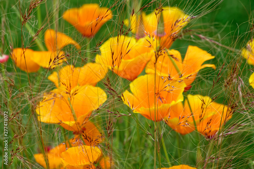 Californian Poppies.