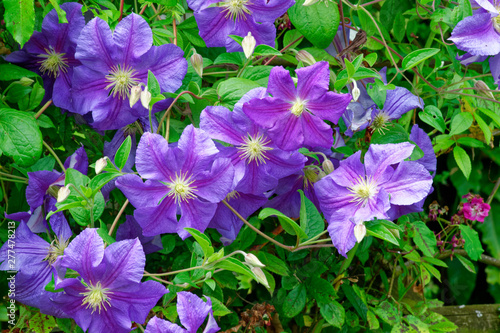 Clematis .