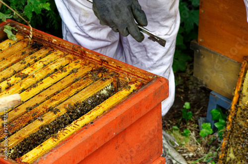 Bienenstöcke eines Imkers bei der Pflege der Bienen mit Waben und Honigbienen