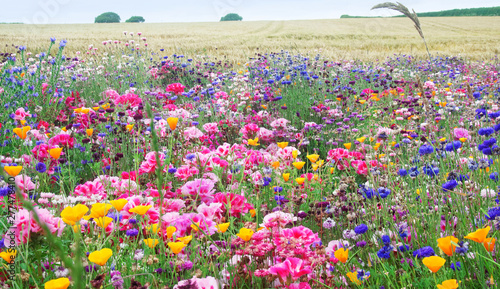 Flower meadow.