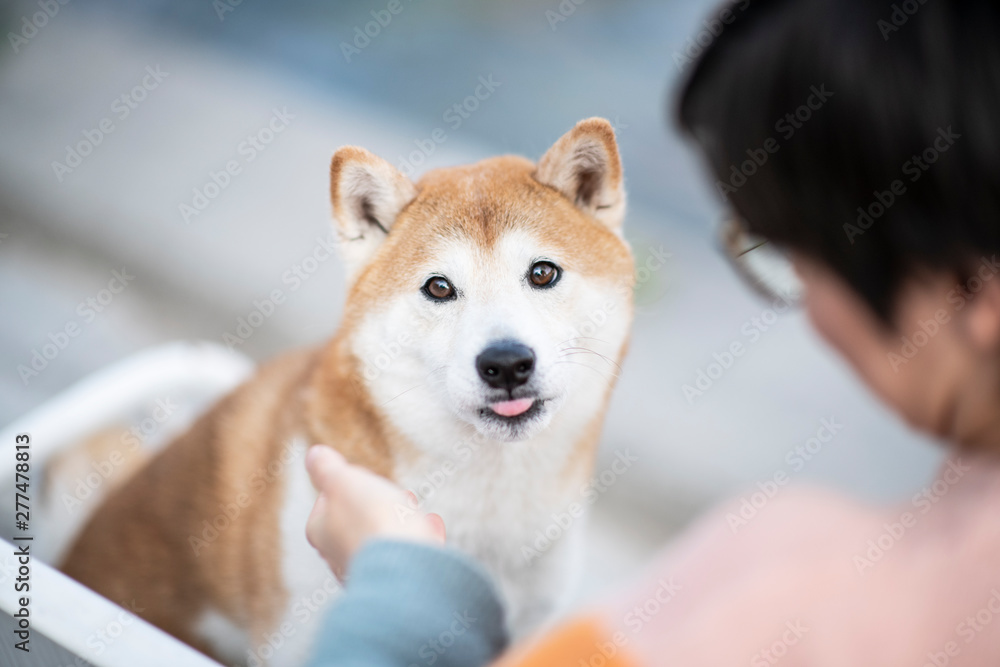 Dog is sitting on a bench in the city. Shiba Inu enjoys life with his owner. Travelling with dog. Enjoy life. Dog is sitting on a bench in the city. Shiba Inu enjoys life with his owner. Travelling with dog. Enjoy life.