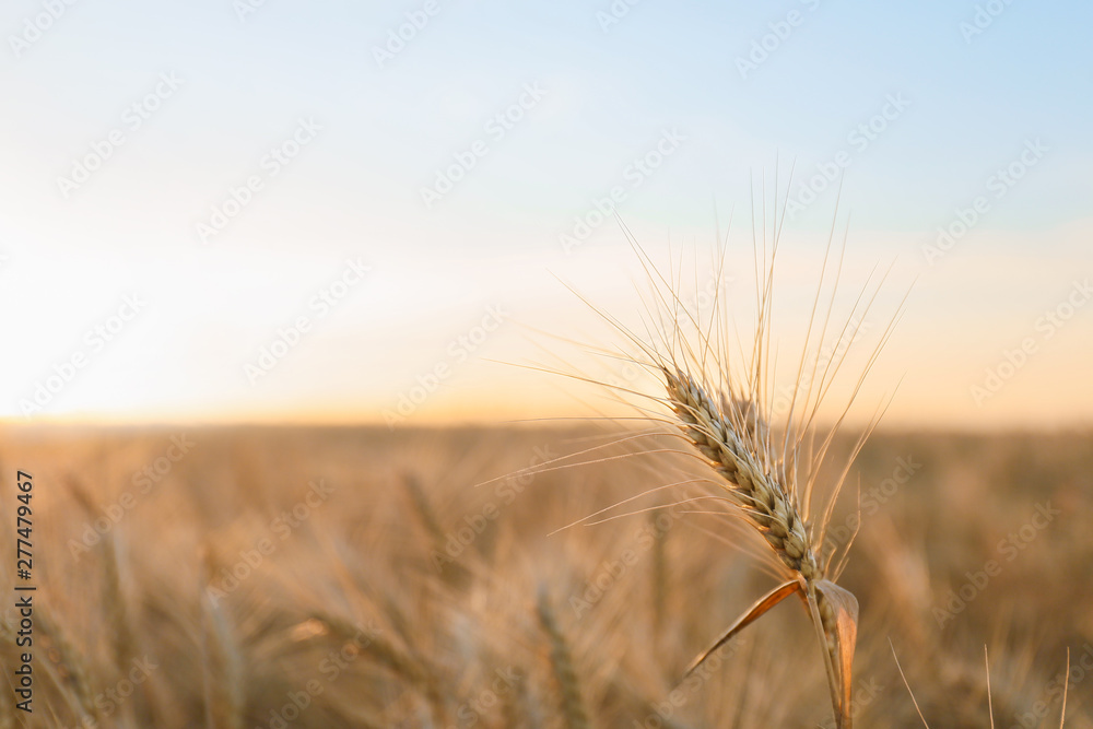 Wheat spikelet in field, closeup Wheat spikelet in field, closeup