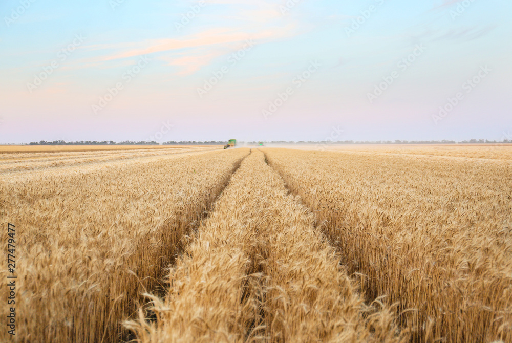 View of wheat field in summer