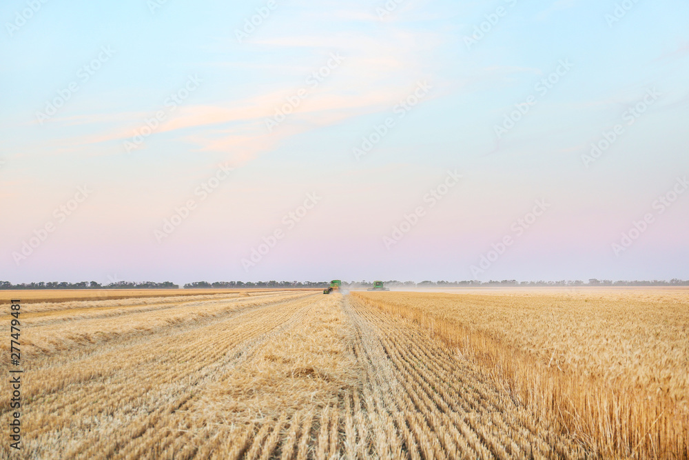 View of wheat field in summer View of wheat field in summer
