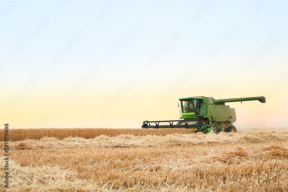 Fototapeta premium Combine harvester in wheat field