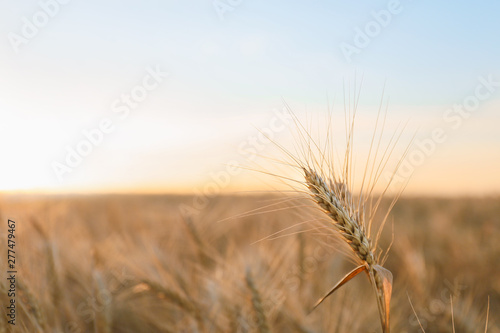 Wheat spikelet in field  closeup