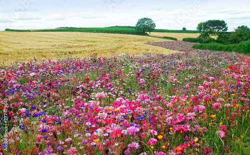 Flower meadow.