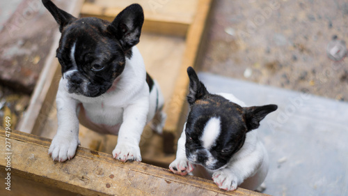 Pugs en el jardin. 