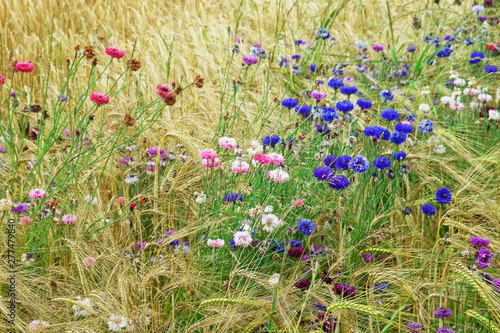 Flower meadow.