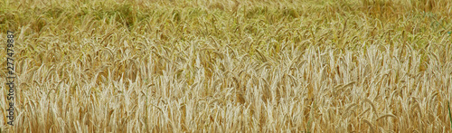 Wheat Field.