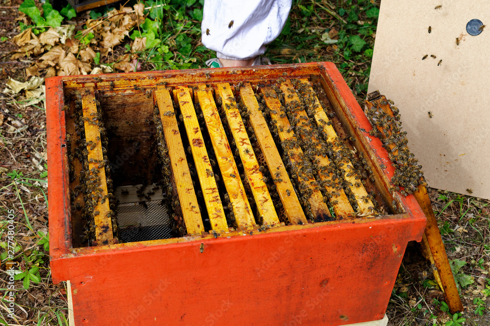 Bienenstöcke eines Imkers bei der Pflege der Bienen mit Waben und