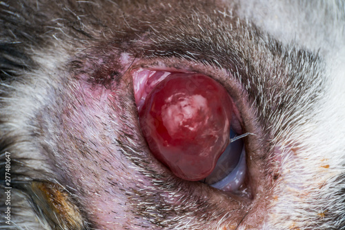 corneal ulcer and descemetocele in young cat from street photo