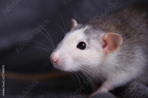 cute rat. symbol of 2020 year