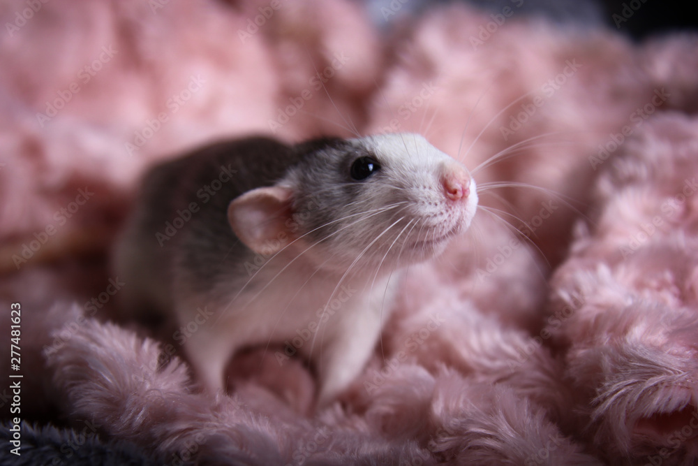 cute rat. symbol of 2020 year cute rat. symbol of 2020 year