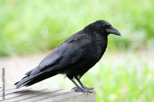 crow on bench