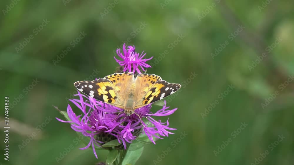 The butterfly Painted Lady or Cosmopolitan (Vanessa cardui) is on a brown knapweed flower The butterfly Painted Lady or Cosmopolitan (Vanessa cardui) is on a brown knapweed flower