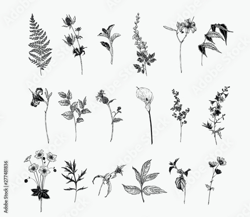 Vintage wild flower illustration set. Isolated black and white botanical herbs and flowers hand drawn graphic. Fern, Lily, Calla, Anemone, Salal, Wisteria, Delphinium
