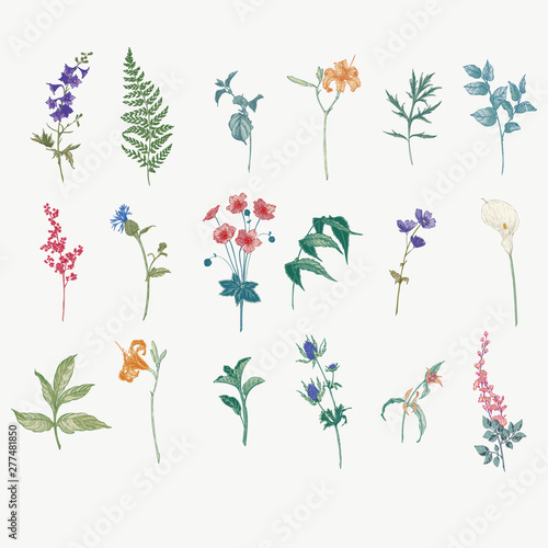Vintage wild flower illustration set. Isolated colored botanical herbs and flowers hand drawn graphic. Fern, Lily, Calla, Anemone, Salal, Wisteria, Delphinium