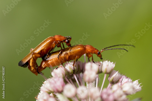 Macro photo of two mating common red soldier beetles on astrantia flower with blurred background