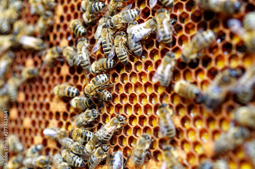 Bienenstöcke eines Imkers bei der Pflege der Bienen mit Waben und Honigbienen