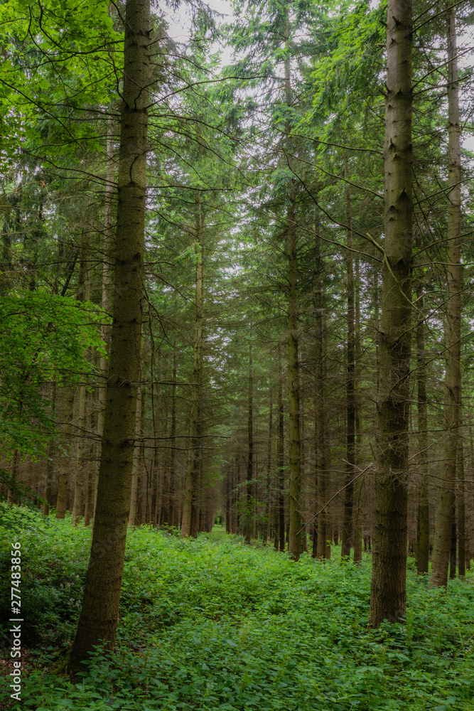 Obraz premium Werkin Forest