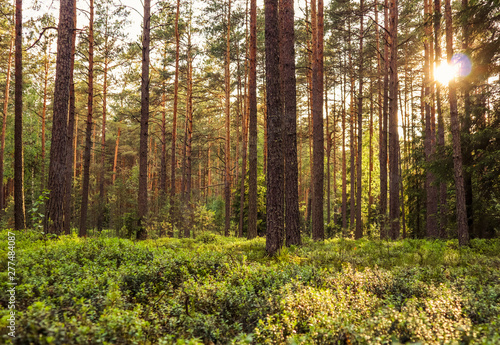 Sunlight on trees in a pine forest at sunset