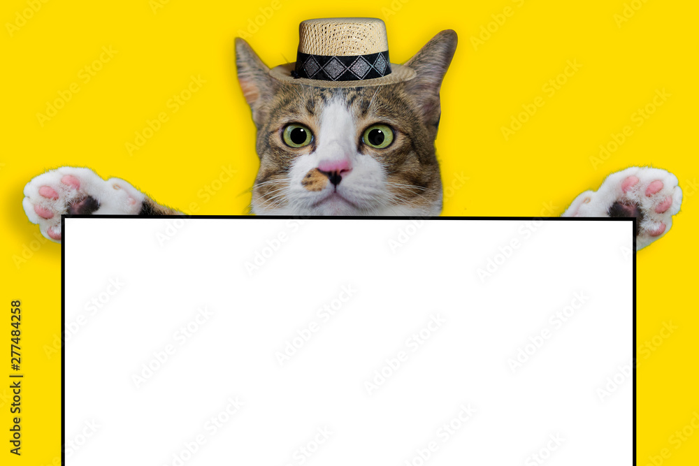 Naklejka Thai cat smile weat hat on yellow isolated background for animal image