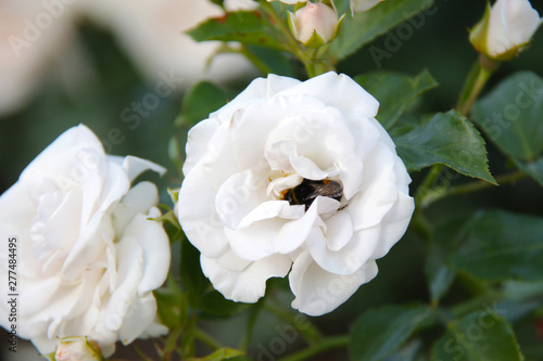 bumblebee collect nectar from white rose