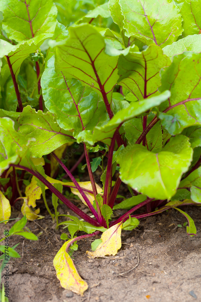 Fototapeta premium Rich harvest in a summer garden. Selective focus