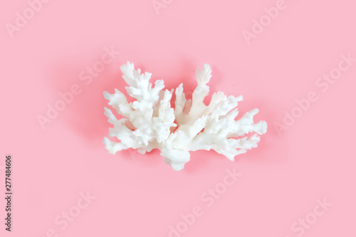 Сalcic skeleton of coral polyps on a pastel pink color background. Minimal marine concept.