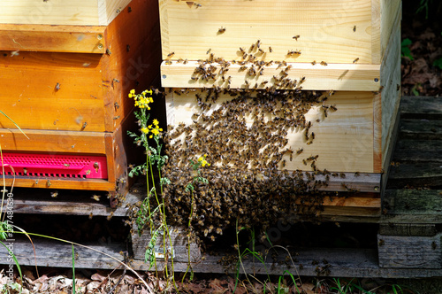 Bienenstöcke eines Imkers bei der Pflege der Bienen mit Waben und Honigbienen