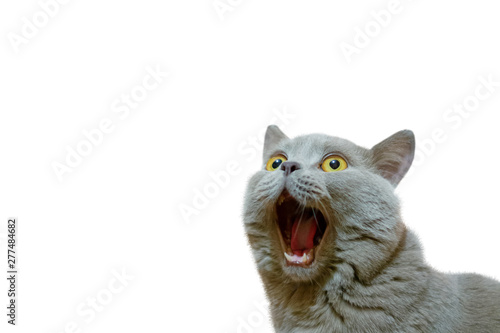A lilac British cat looking up. The cat opened his mouth with a mad look. The concept of an animal that is surprised or amazed. The figure of a cat on an isolated background of white color. © Svyatoslav Balan