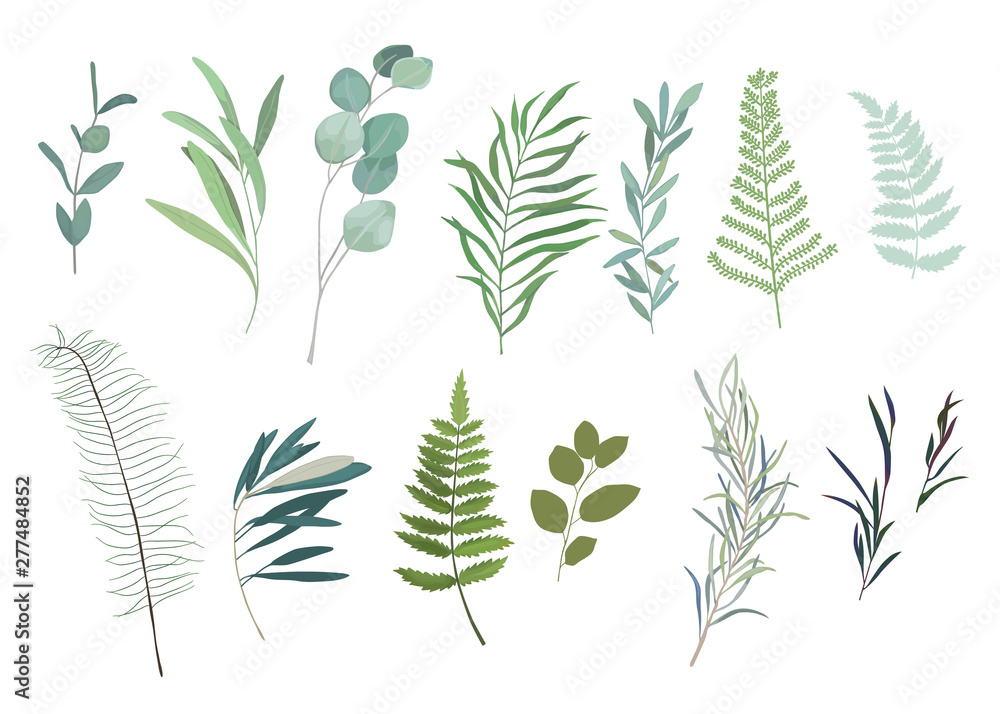 Floral greenery set with eucalyptus branch. Vector illustration