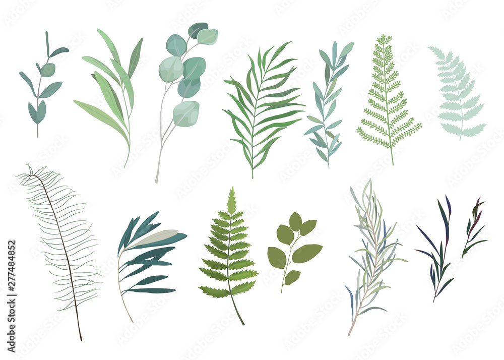 Floral greenery set with eucalyptus branch. Vector illustration Floral greenery set with eucalyptus branch. Vector illustration