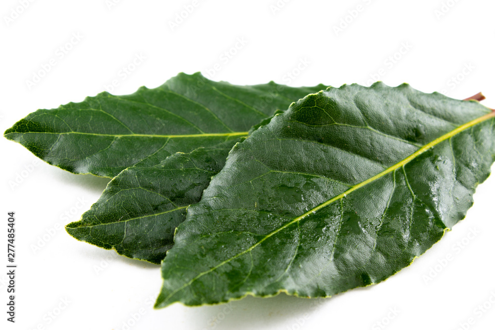 fresh bay leaves isolated on white copy space fresh bay leaves isolated on white copy space