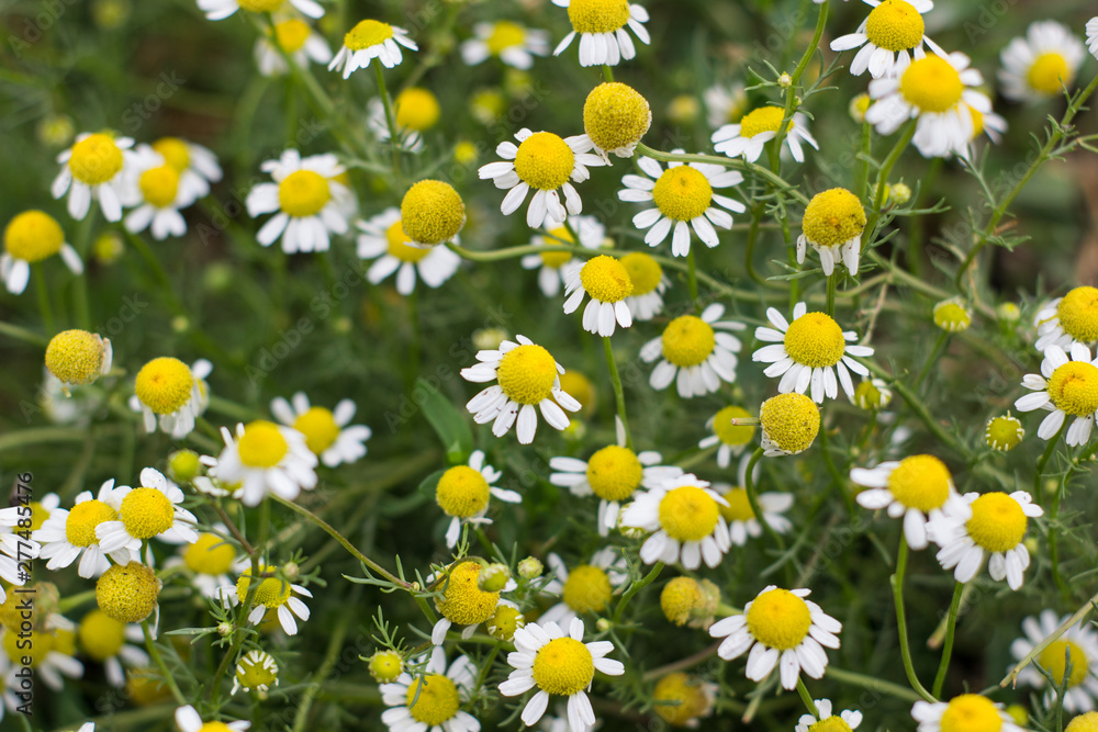 Fototapeta premium Chamomile flowers in the garden. Top view
