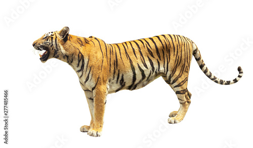 tiger isolated on white background