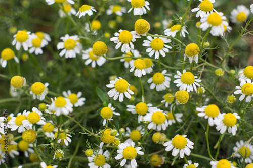 Chamomile flowers in the garden. Top view