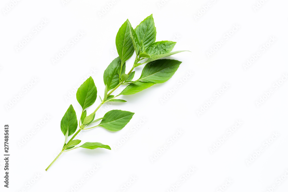 Obraz premium Sweet Basil leaves on white background.