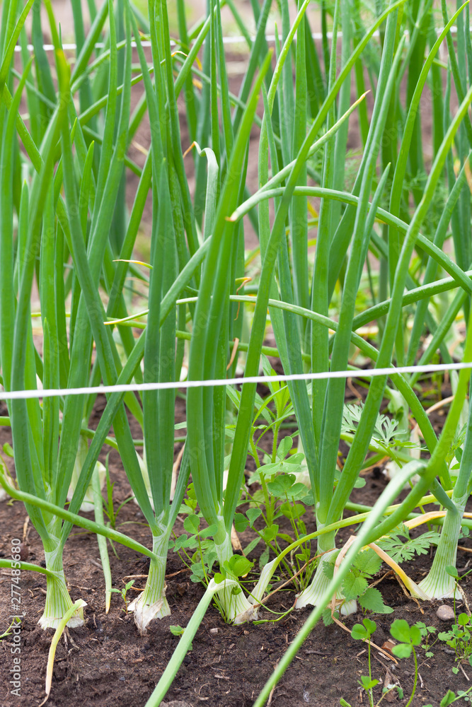 Rich harvest in a summer garden. Selective focus Rich harvest in a summer garden. Selective focus