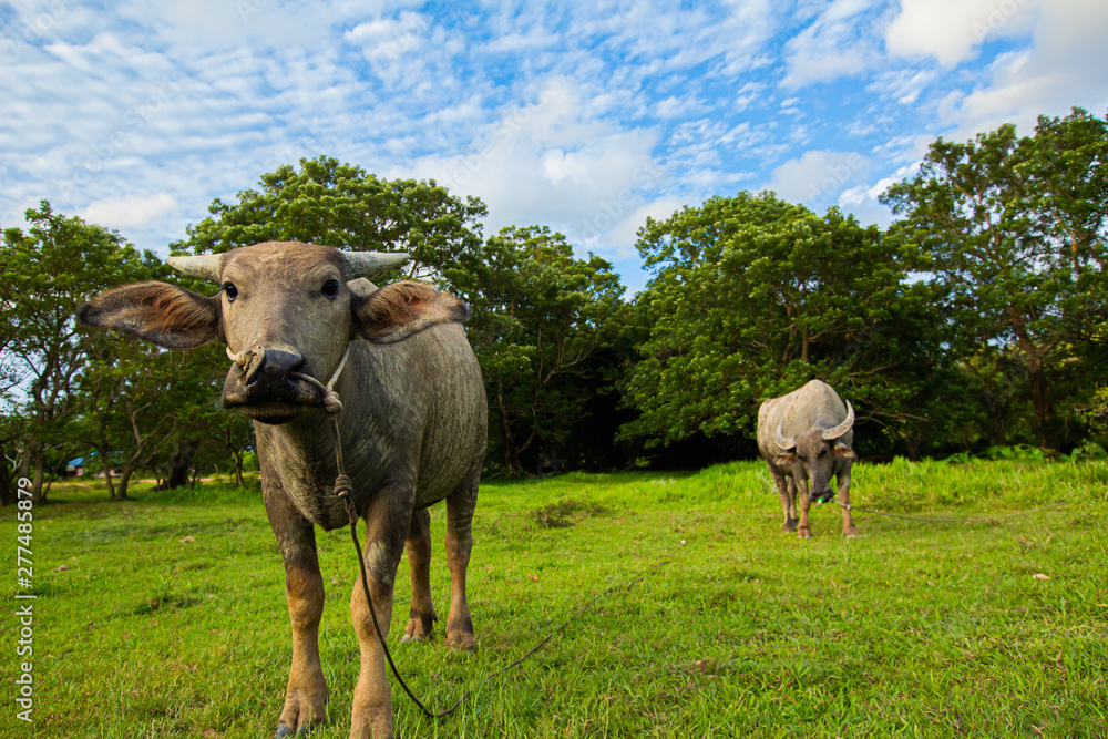 Thai buffalo is grown in bright green fields, at Phuket, Thailand. Thai buffalo is grown in bright green fields, at Phuket, Thailand.