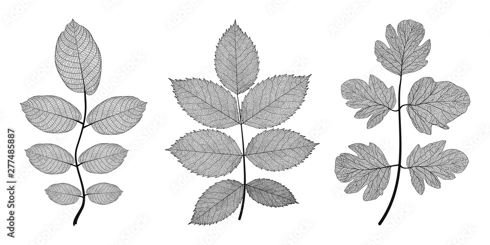 Set  leaves on white. Vector illustration.