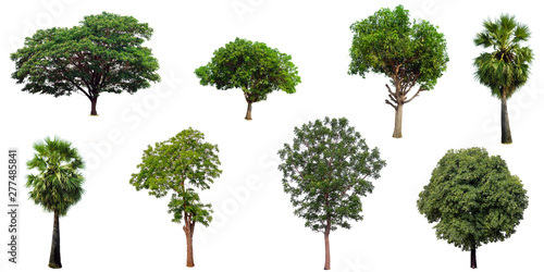 The collection set of trees Isolated on a white background, large images are suitable for all types of art work and print. © Choo