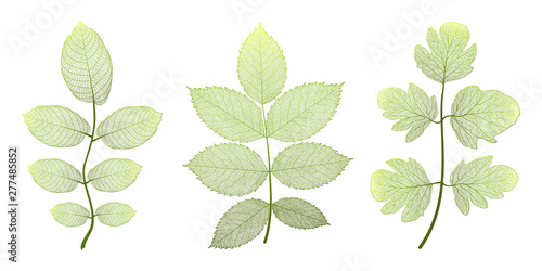 Set  leaves on white. Vector illustration.