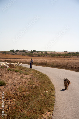 Fototapeta Naklejka Na Ścianę i Meble -  Shepherd and sheep