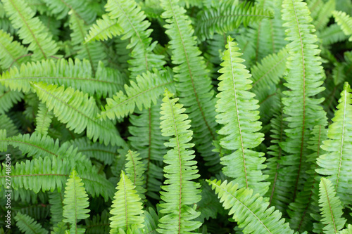Green leaf texture background. Tuber Sword Fern